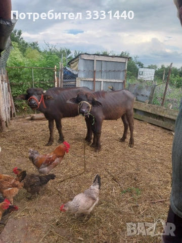 Продавам две малачета мъжко и женско , снимка 2 - Крави - 55015714