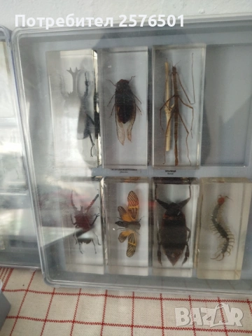 Буболечки и чудновати животинки , снимка 5 - Специализирана литература - 54082643