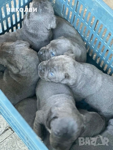 Бебета кане корсо, снимка 5 - Кане корсо - 55042302
