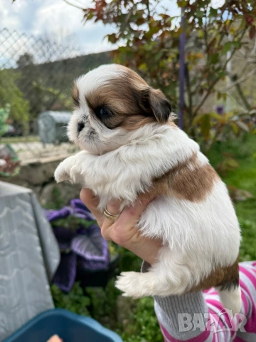 ши тцу бебета