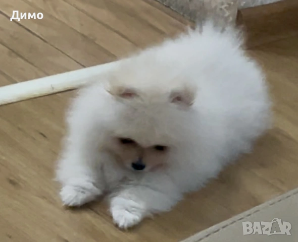 Померан, снимка 4 - Померан - 53821484