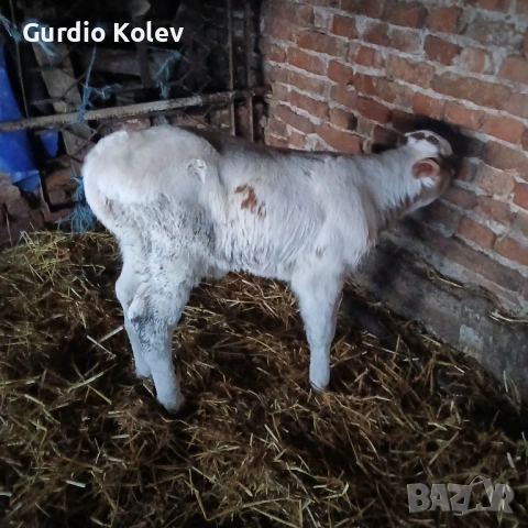 Едри Сукалчета , снимка 3 - Крави - 54282536