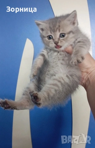 Британско коте, снимка 17 - Британска късокосместа - 54330863