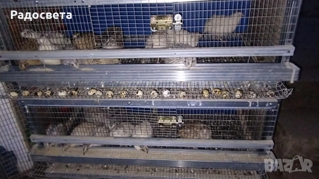 Яйца от пъдпъдъци , снимка 2 - За птици - 54383176