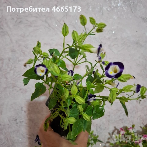 Комплект Цветя Торения, снимка 13 - Градински цветя и растения - 54886857