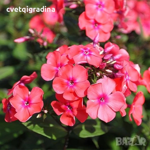 Phlox paniculata ‘Salmon’ (Флокс паникулата ‘Salmon’)