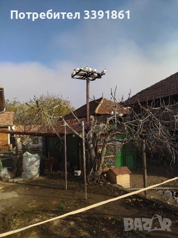 продавам млади гълъби кепета , снимка 4 - Гълъби - 54542721