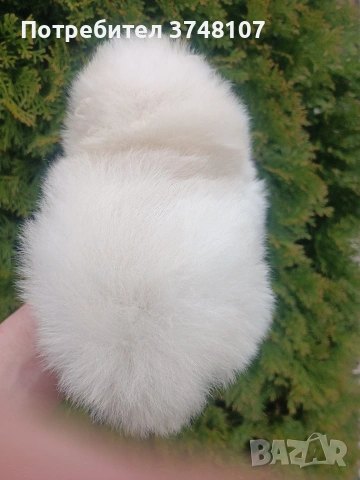 Померан/Померани , снимка 7 - Померан - 53999282