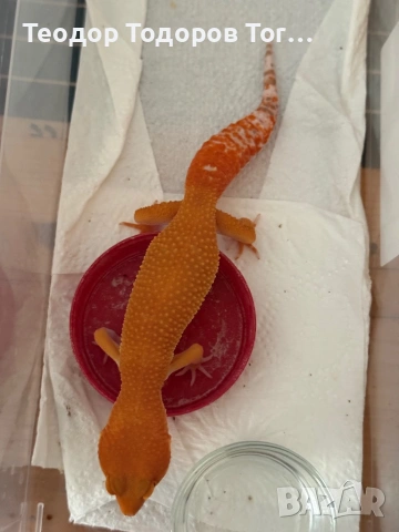 Леопардови Гекони / Leopard Geckos / Eublepharis macularius 