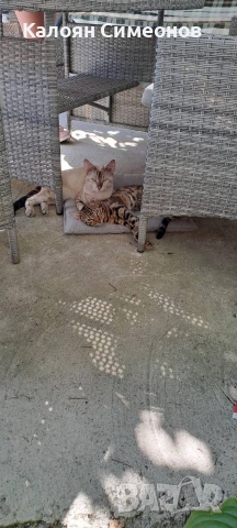 Бенгалски котенца, снимка 4 - Бенгалски - 54357737