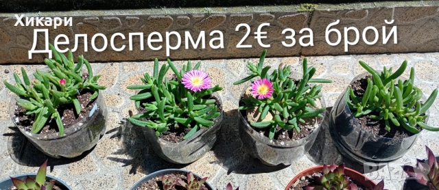 Семпервивум - дебелец / Делосперма / Ешеверия , снимка 7 - Градински цветя и растения - 52001936
