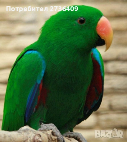 Мъжки Еклектус 