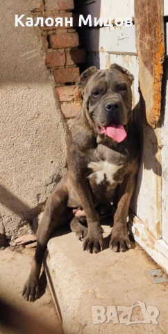 Кане Корсо Puppy, снимка 6 - Кане корсо - 53713101