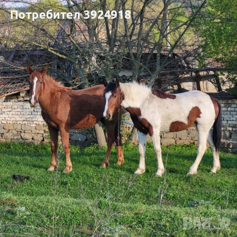 Продавам два коня 