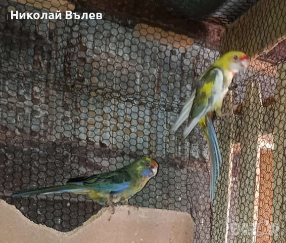 Чифт страки,мъжкия е български 