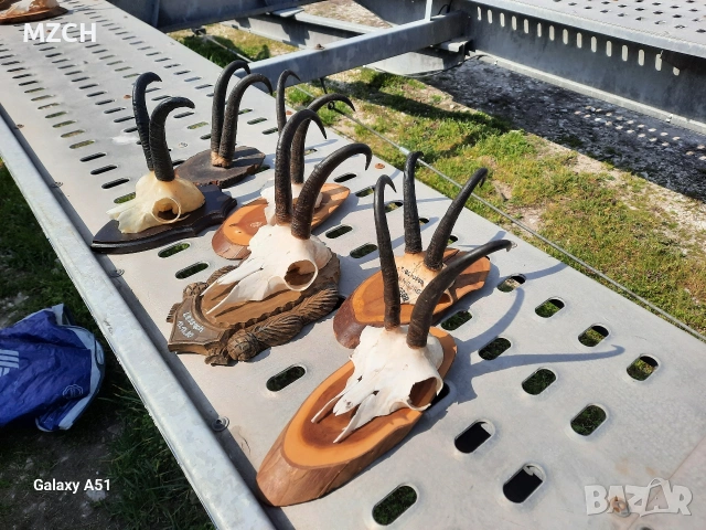 Трофей от дива коза. , снимка 6 - Декорация за дома - 54046259