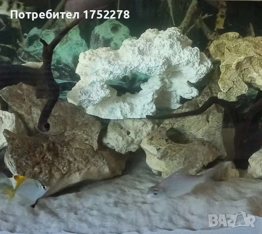 Риби сиамски шарани( Catlocarpio siamensis), снимка 2 - Рибки - 54819180