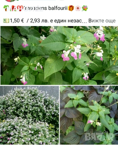 🪻🪴🪷🎁5 вида градински цветя❄️☃️ -, снимка 4 - Градински цветя и растения - 54466138