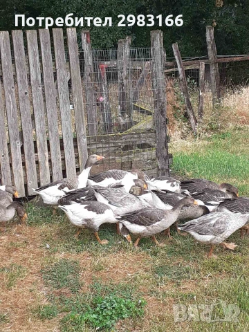 Продавам гъски.
