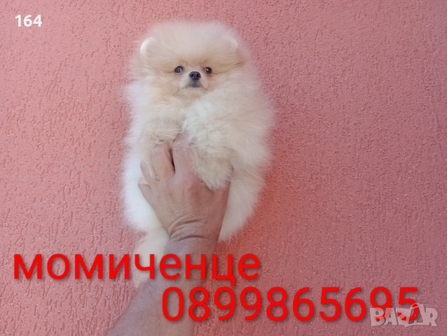 Женски Померан на 3 месеца. Реални снимки от 15.06.26 г. , снимка 2 - Померан - 54915626