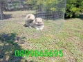 Женски Померани. Реални снимки!, снимка 2
