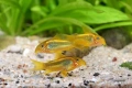 Сомче, сомче corydoras gold laser, gold stripe, снимка 8