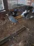 ТОКАЧЕТА и пилета кръстоски, снимка 2