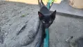 Подарявам котенца, снимка 5