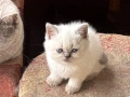 Британски късокосмести котки, снимка 5