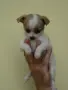 Мини чихуахуа.., снимка 7