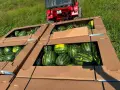 Продаваме диня на едро - сорт: РОМАНЗА ; тел. 0878744855, снимка 8