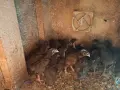 Пилета Супер Харко , снимка 1