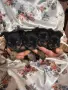 Продавам чорки 3 женски и едно момче. , снимка 2