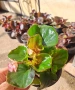 Градинска бегония , снимка 12
