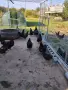 Кокошки за месо и яйца, снимка 3