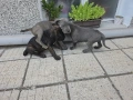 Кучета Кане Корсо, снимка 8