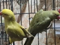 продавам папагали малак александар , снимка 5