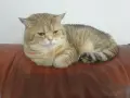 Шотландски Златни чинчили, снимка 6
