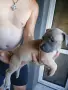 🐶 Продавам красиви Американски Питбул кученца - 8 броя, 2 месеца, снимка 12