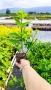 Хортензия паникулата Пинки Уинки, Hydrangea paniculata Pinky Winky, снимка 8