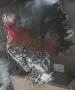 Продавам Бреговски Джинки  Чифтове и Петлета , снимка 5