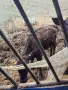 телета жески 2бр абардин, снимка 2