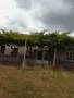къща с двор кладенец и сонда , две приземни стаи, стопански сгради, асма, снимка 2