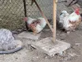 продавам яйца за лупене от мини кохин, снимка 4