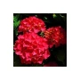 Хортензия Червен Барон, Hydrangea macr. Red Baron за сянка !!!, снимка 3