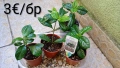Гардения Gardenia Jasminoides, снимка 2