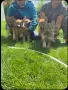 Чехославашки вълчак, снимка 2
