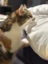 Подарявам котка, снимка 4