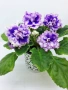 Сортова сентполия, снимка 18