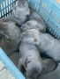 Бебета кане корсо, снимка 5